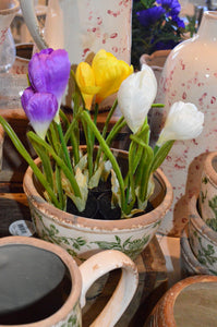 Crocus är ett säkert vårtecken, som informerar oss om att vi nu går mot ljusare och varmare tider. Crocusen kommer i en svart plastkruka och är redo att ställs fram, eller så kan du sätta ner den i din egen blomkruka.  Mått: 20cm  Mått Kruka: Höjd: 5 cm, Ø4 cm